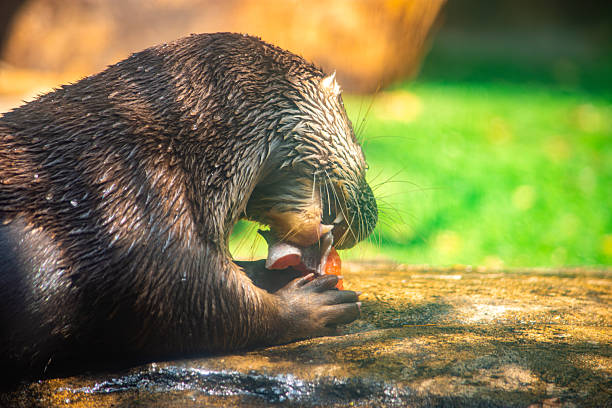 A playful otter enjoying a snack at the Cali Zoo, surrounded by lush greenery, showcasing wildlife in Colombia.