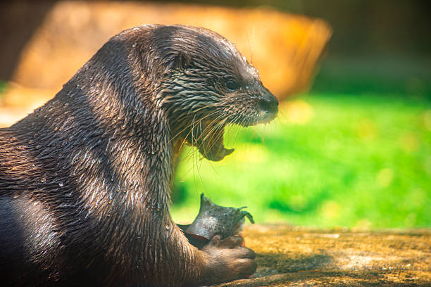 Two North American River Otters cuddling together while sleeping. Both otters are on the right-hand side with noses pointing towards the middle and non-descript background.