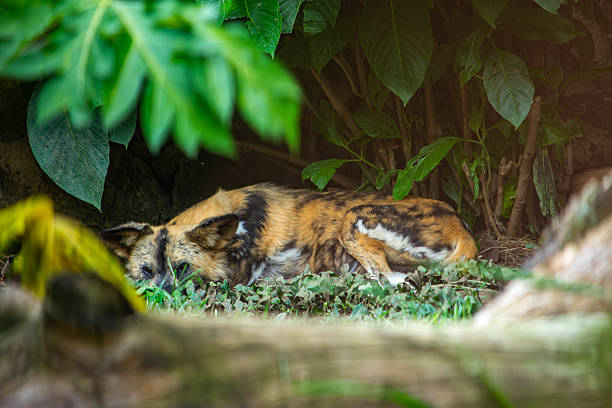 Portrait of an african wild dog.