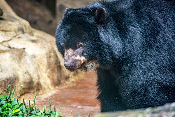 A close-up of an Andean bear in the Cali Zoo, Colombia, showcasing its majestic presence against a natural backdrop.