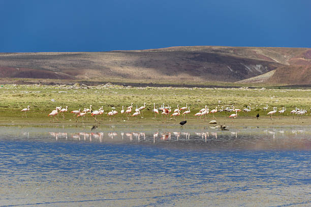 Flamingos at Lobato Lagoon - Tomave District, Quijarro Province, Potosi Department, Bolivia