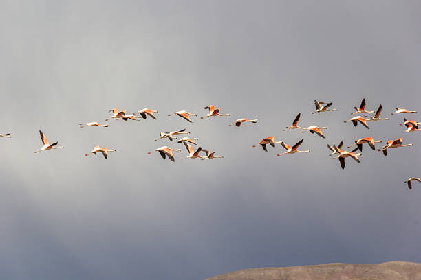 Flamingos flying at Lobato Lagoon - Tomave District, Quijarro Province, Potosi Department, Bolivia