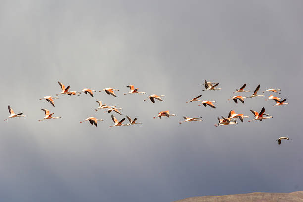 Flamingos flying at Lobato Lagoon - Tomave District, Quijarro Province, Potosi Department, Bolivia