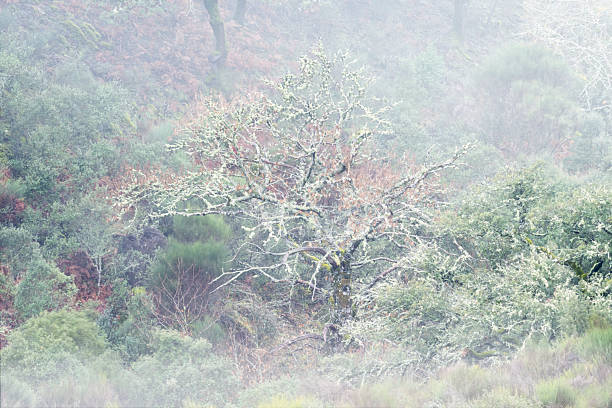 Trees in a green field under an overcast sky along the Camino de Invierno (Winter Way), Galicia, Spain.