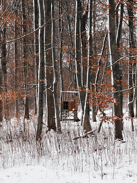 A snow-covered forest with trees that are lightly covered with snow.