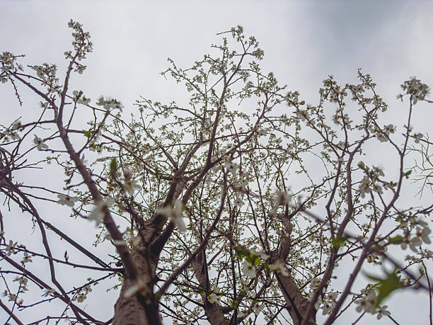 Low Angle View of Blooming Jasmine White Tree Against Cloudy Sky