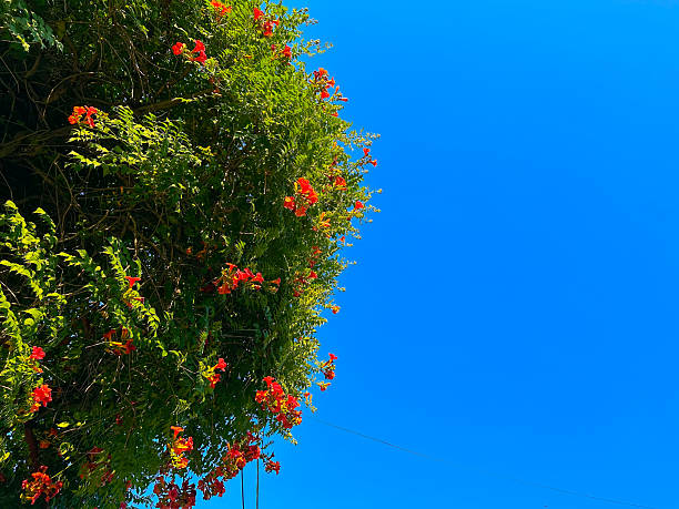 Red Trumpet Vine Flowers Blooming Against Clear Blue Sky