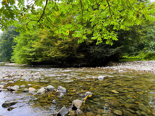 Shallow River Stream With Stones And Lush Green Forest Trees