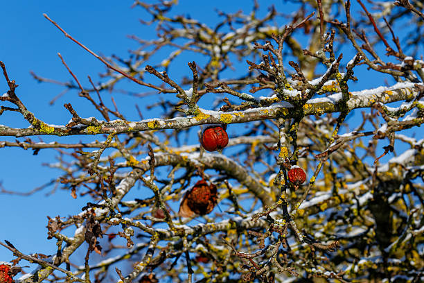 Rotten apples hanging on frosty tree branches covered in snow under a bright blue sky