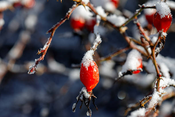 Rose hips covered in fresh snow and frost on a thorny branch in winter