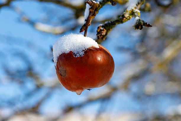 Red apple covered in fresh snow with an icicle hanging from it on a tree branch