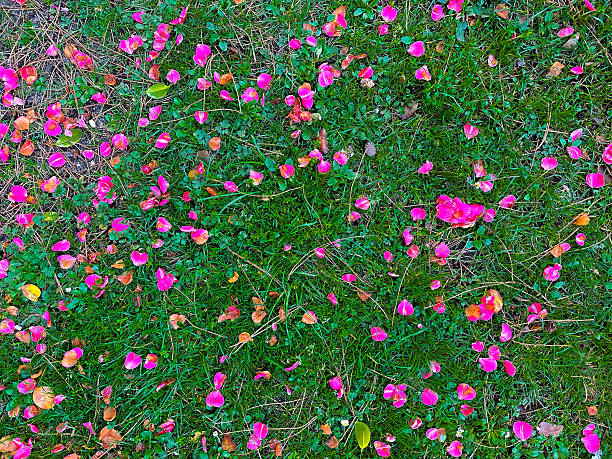 Fallen Camellia Flowers and Petals Scattered on Green Grass