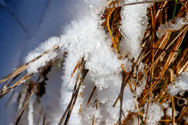 Dry brown grass blades covered with fresh white crystalline snow in winter