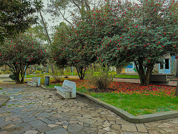 Blooming Red Camellia Trees With Stone Bench In Park