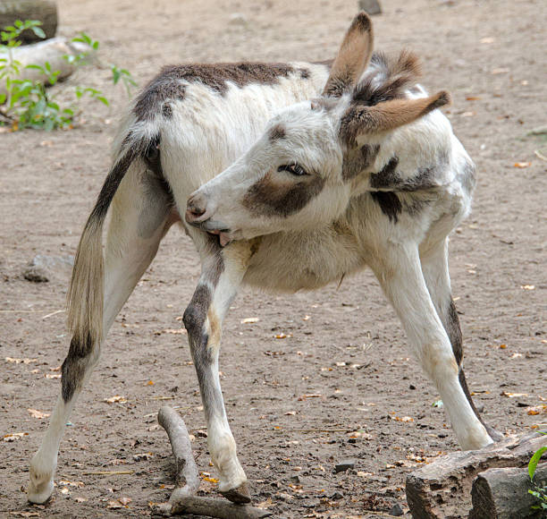 A cute brindled donkey makes funny poses and faces