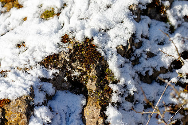 Fresh snow partially covering green and brown moss on rocks, highlighting winter textures