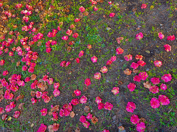 Fallen Camellia Flowers and Petals Scattered on Green Grass