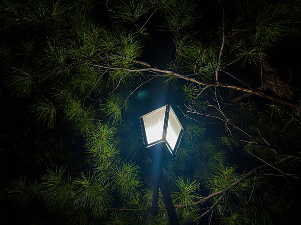 Glowing Street Lamp Illuminating Green Tree Branches at Night