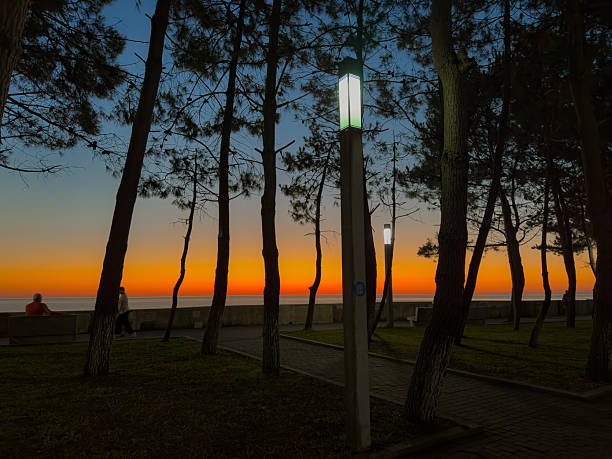 Silhouetted Trees and Wrapped Plants on Promenade at Vibrant Sunset
