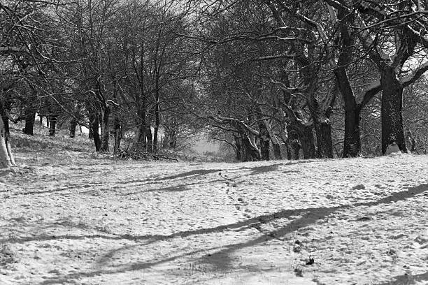 Wide shot of a road fully covered by snow with  trees on both sides and car tracks