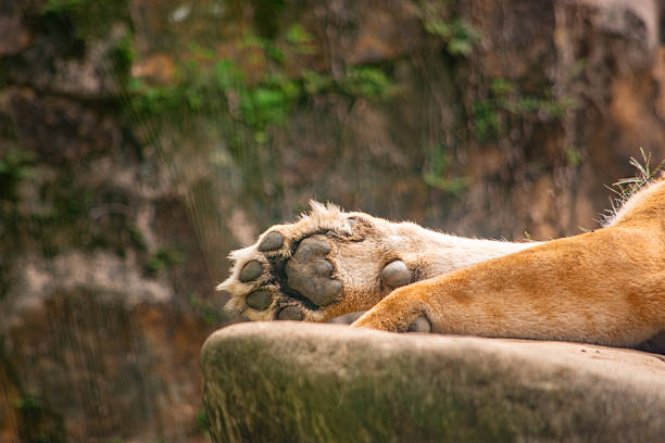 Wild animals in zoo safari park in their habitat - summer daytime
