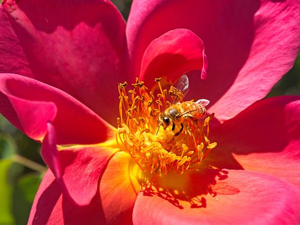 Busy bee in the red, a honey bee collects nectar for the hive. A concept of being productive.