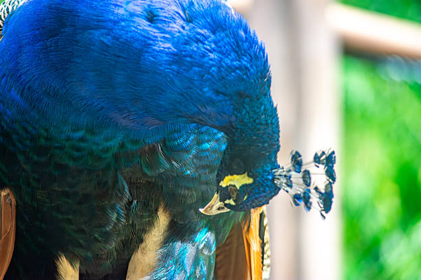 Beautiful peacock showing its feathers