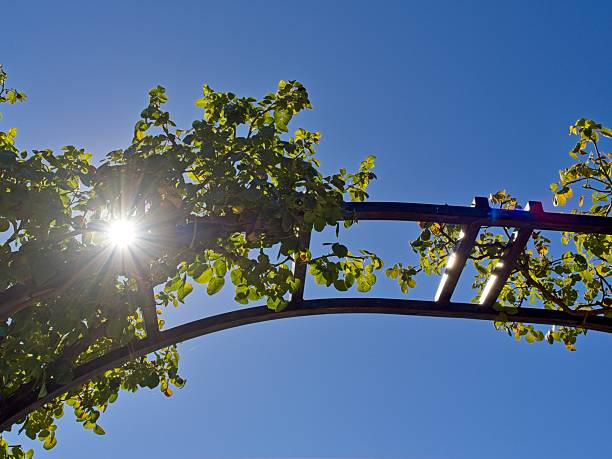Sun shines through an arbor trellis.