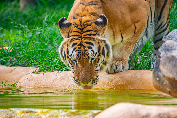 a Sumatran tiger was playing in the water during the day