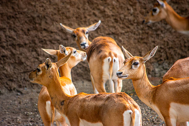 A group of antelopes gathered together at the Cali Zoo, showcasing the diversity of wildlife in Colombia.