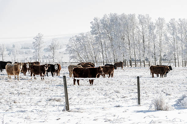 A herd of cattle grazing in harsh weather
