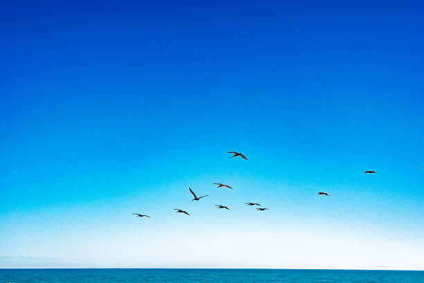 A group of seabirds glide in formation above a calm ocean horizon beneath a vast, clear blue sky. The minimal composition emphasizes open space, freedom, movement, and tranquility, with the sea forming a thin horizontal line at the bottom of the frame. Natural daylight and clean gradients create strong copy space, making the image ideal for wellness, mindfulness, travel, nature, and conceptual lifestyle themes.