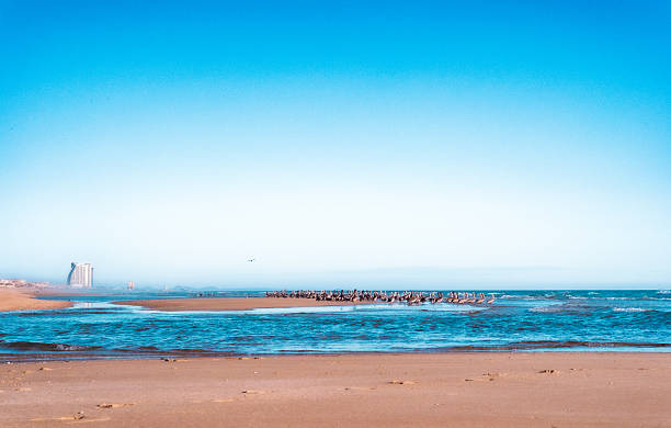 A flamboyance Pink flamingos on a sunny beach at Walvis Bay, Namibia, Africa with reflection