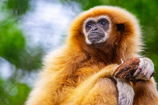 Lar Gibbons resting in Wildlife observing the surrounding. Nikon D810. Converted from RAW. Asia.
