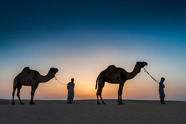 backlit view of isolated pet camel head close up view with sun flares at morning