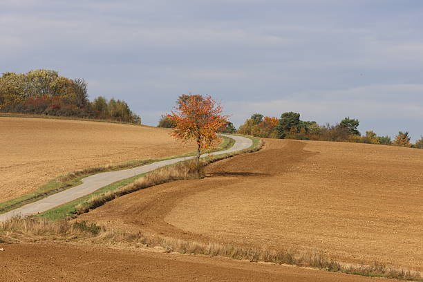A road runs through a field of brown dirt with a tree in the middle. The road is empty and the sky is cloudy
