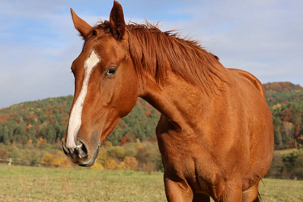 Horse with a black mane and a black bridle is standing in a field. The horse has a black nose and is looking to the right