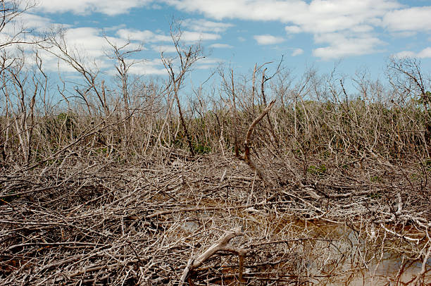 A stark wetland scene shows a tangle of fallen, leafless trees amid muddy water. The bright sky contrasts with the barren undergrowth, conveying desolation, rugged nature, and environmental wear.