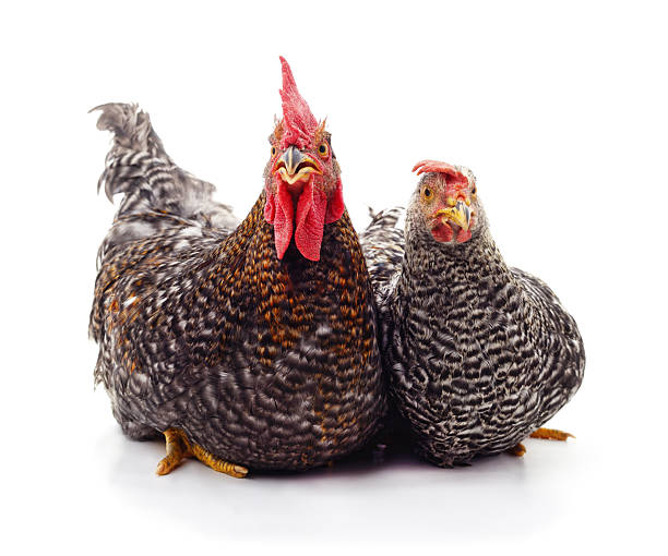 A pair of gray spotted domestic chickens including a rooster with a red comb and a hen sitting together isolated on a white background.