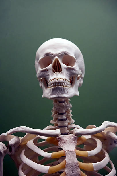 Skeleton model in front of a classroom chalkboard