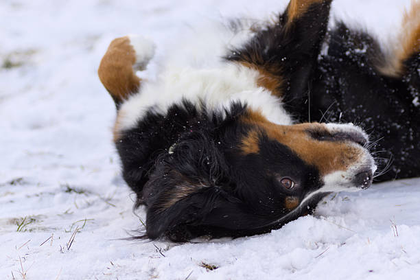 A photo of a Bernese Mountain Dog, happily playing in the snow in Washington state.