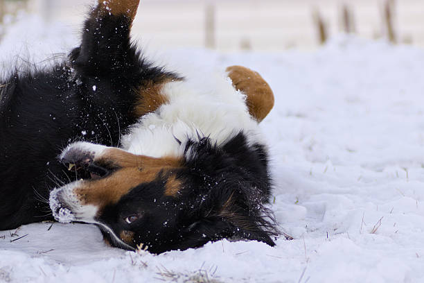 A photo of a Bernese Mountain Dog, happily playing in the snow in Washington state.