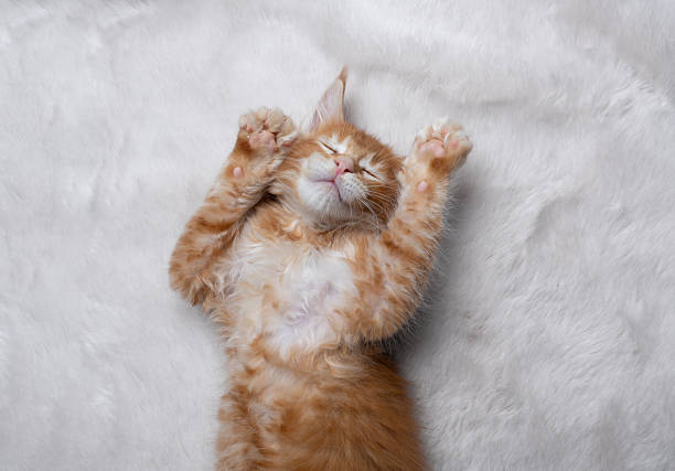 istock cute ginger kitten lying on back on white fake fur or carpet 2256494322