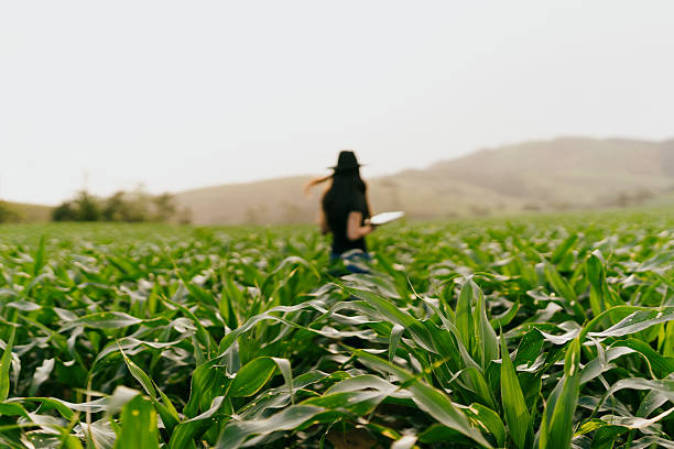 Female agronomist inspecting corn field with tablet