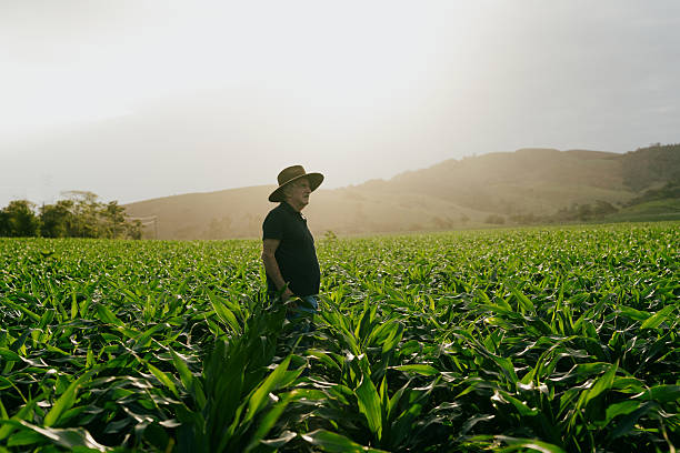 Senior man standing in corn field at sunset