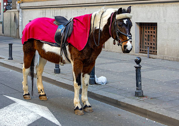 Tourist riding horse with comfortable leather saddle outside in Belgrade street