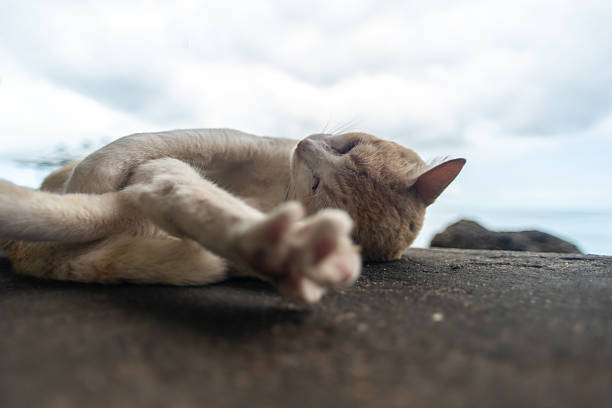 Detail of the face of a yellow and white cat sleeping peacefully, with selective focus and blurred background.