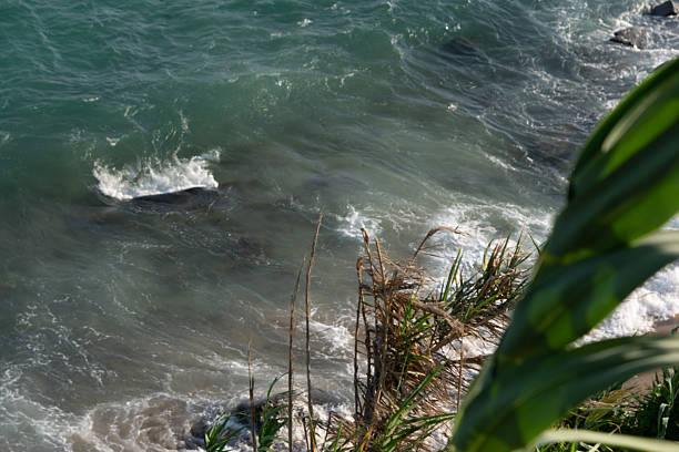 Detail of dense green foliage in the foreground with the blue waters of the ocean in the background on the coast of Bahia.
