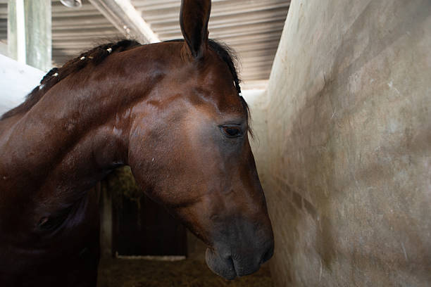 A magnificent horse stands in the barn, patiently waiting to go out. Curious brown horse looking out stable window