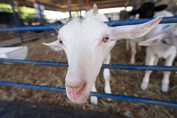 Extreme close-up of the head of a white goat, highlighting its light eyes and long ears in a farm setting.
